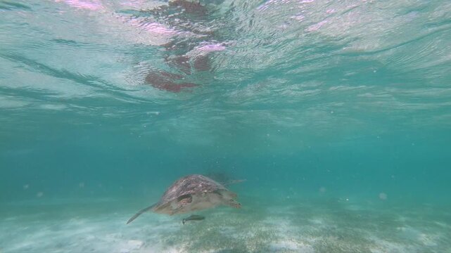 The green sea turtle (Chelonia mydas) with cleane fish is greazing on seagrass. Green sea turtles have a variety of parasites including barnacles, leeches, protozoans, cestodes, and nematodes.