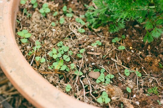 Ocimum basilicum - Large Leaf Basil Seedlings
