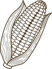 Obraz premium hand drawn corn cob illustration with husk peeled back vintage maize vegetable sketch organic farm food design