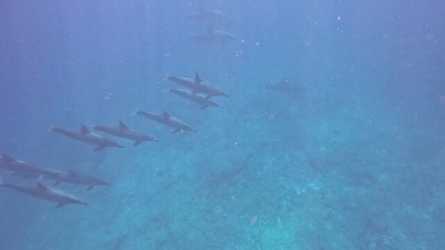 Pod of wild spinner dolphins swimming in natural formation through crystal clear blue ocean, Mauritius. 