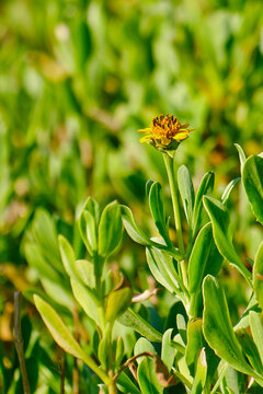 A seaside oxeye flower featuring an insect on its head, captured at dawn.