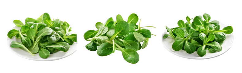 Fototapeta premium corn salad, mache, lambs lettuce on transparent background