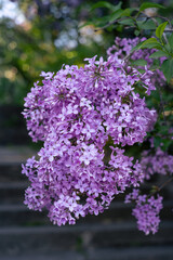 Obraz premium Beautiful blooming purple lilac flowers in a spring garden, soft focus background