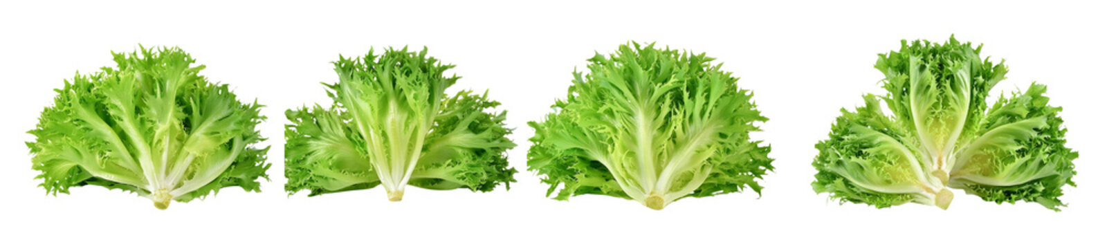  Fresh endive lettuce isolated on transparent background