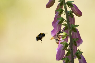 Bee and Bumblebee on Foxglove © Vida Lenta