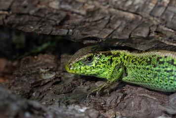 Fototapeta premium A male sand lizard (Lacerta agilis) sitting on the bark of a tree