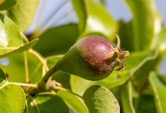 A young immature pear fruitlet growing on a pear tree branch (Pyrus communis), capturing the growth stage right after the flower blossoms have been successfully pollinated, flower petals have fallen