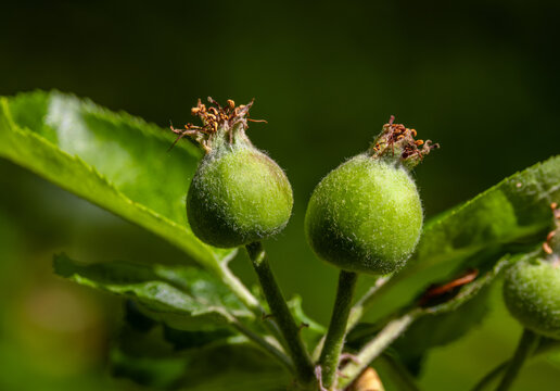 Young green apple fruitlets growing on an apple tree branch, capturing the growth stage right after the flower blossoms have been successfully pollinated, flower petals have fallen