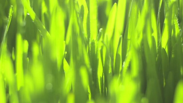 Close-up of vibrant green grass blades. Sunlight glints softly on leaf tips. Natural outdoor scene with shallow depth of field. Fresh, lively grass texture under bright light. Ideal for nature, eco