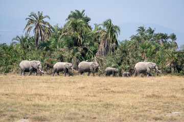 Obraz premium The migrating elephants in Amboseli Park, Kenya