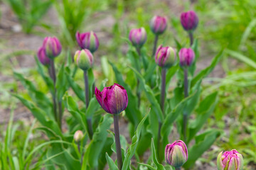 Fototapeta premium Blooming purple tulips brighten the spring garden under soft sunlight