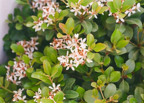 Rhaphiolepis indica - Indian Hawthorn Blooming
