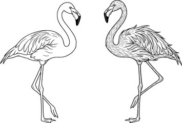 Fototapeta premium Flamingo bird vector engraving set with realistic outline and detailed line art sketch for tropical nature logo zoo design isolated on white background