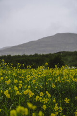 Fototapeta premium Vertical shot of wild yellow flowers in a field during rain in rural Iceland