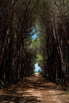 Pineta di Petacciato in provincia di Campobasso in Molise