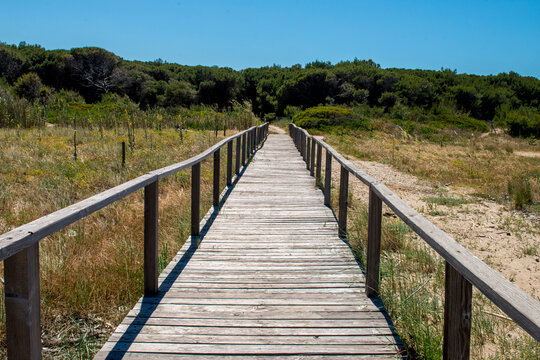 Pineta di Petacciato in provincia di Campobasso in Molise
