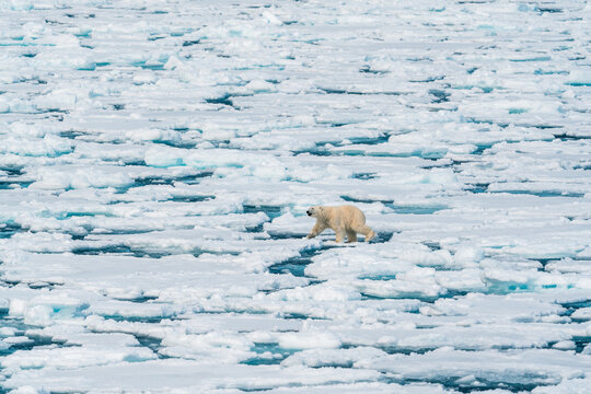 View of a polar bear walking across fragmented sea ice floes in a vast arctic landscape Svalbard and Jan Mayen.