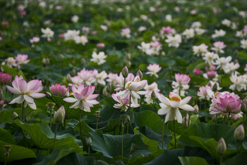 Fototapeta premium A vast, tranquil field of blooming pink and white lotus flowers during a light rain. Perfect for wellness, meditation, and natural background themes.