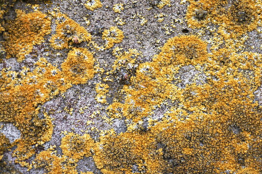 Dense Yellow Orange Lichen Covering Weathered Stone Surface, Full Frame Natural Botanical Texture Background