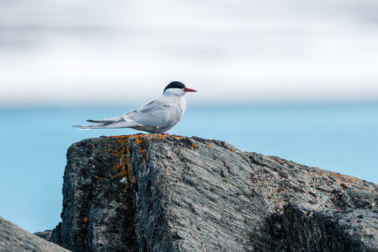 View of an Arctic Tern perched on a lichen-covered rock with a soft blue sea and sky background Svalbard and Jan Mayen.
