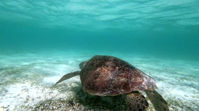 The green sea turtle (Chelonia mydas) with cleane fish is greazing on seagrass. Green sea turtles have a variety of parasites including barnacles, leeches, protozoans, cestodes, and nematodes.