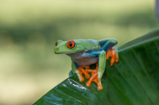 Green and blue poison dart frog perched on a lush tropical leaf in its natural habitat with amphibian