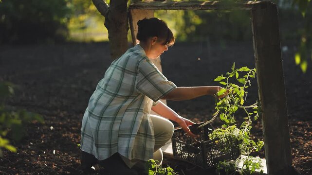 A woman crouches on a plowed field during sunset, organizing green tomato seedlings in a black crate for spring garden planting. Farming, agriculture, organic, country, gardener, horticulture
