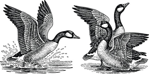Two canada geese confrontation vintage engraving style illustration © ALO