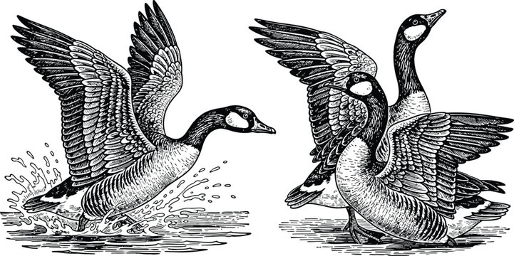 Two canada geese confrontation vintage engraving style illustration