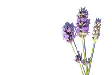 Obraz premium A close-up of a lavender flower with shadow on a white background. A beautiful purple flower, a symbol of nature, beauty, and peace.