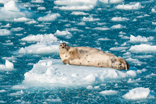 View of a bearded seal resting on a floating ice floe in the cold blue waters near Lilliehookbreen Svalbard, Svalbard and Jan Mayen.