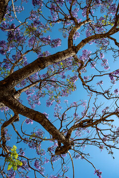 Jacaranda mimosifolia, com&uacute;nmente llamado jacarand&aacute; azul o tarco, &aacute;rbol subtropical de la familia Bignoniaceae oriundo de Sudam&eacute;rica cultivado por sus vistosas y duraderas flores violetas.
