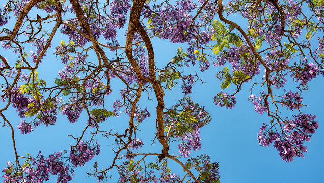 Jacaranda mimosifolia, com&uacute;nmente llamado jacarand&aacute; azul o tarco, &aacute;rbol subtropical de la familia Bignoniaceae oriundo de Sudam&eacute;rica cultivado por sus vistosas y duraderas flores violetas.