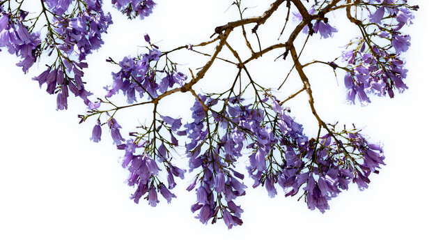 Jacaranda mimosifolia, com&uacute;nmente llamado jacarand&aacute; azul o tarco, &aacute;rbol subtropical de la familia Bignoniaceae oriundo de Sudam&eacute;rica cultivado por sus vistosas y duraderas flores violetas.