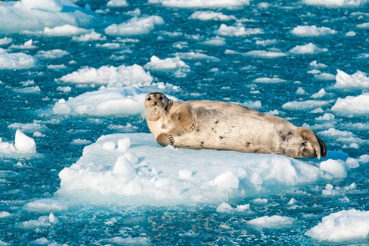 View of a bearded seal resting on a floating ice floe in the cold blue waters near Lilliehookbreen, Svalbard, Svalbard and Jan Mayen.