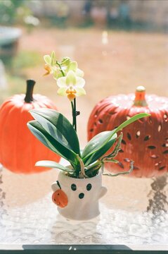 Ceramic Pumpkins, Ghost, and Miniature Orchid
