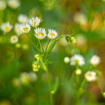 Wild daisies in dreamy golden meadow light