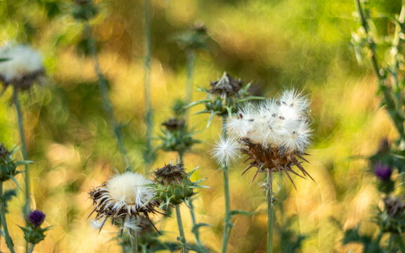 Wild thistle seeds glowing in golden sunlight