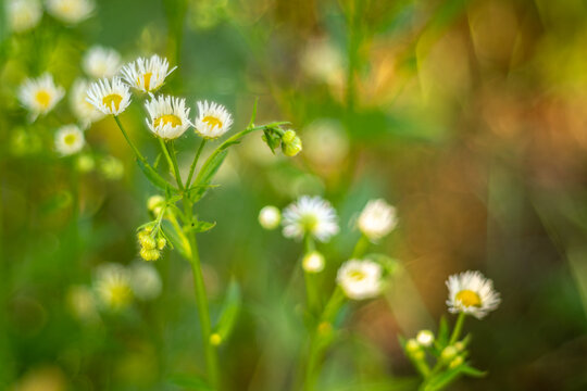 Wild daisy flowers with soft dreamy bokeh