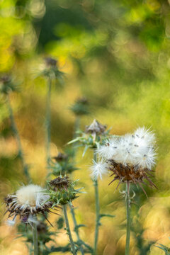 Dreamy wild thistle seeds in golden meadow