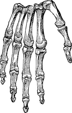 Vintage medical engraving of hand finger bones skeleton