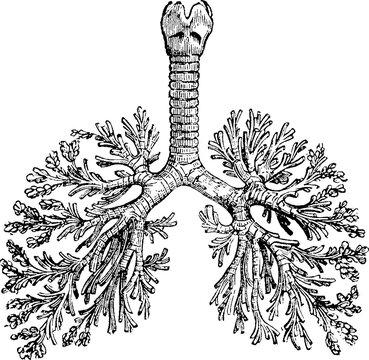 Antique anatomical engraving of the human trachea and bronchial tree