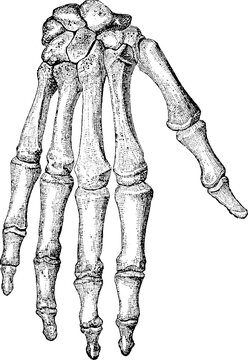 Vintage anatomical engraving of human finger bones and joints