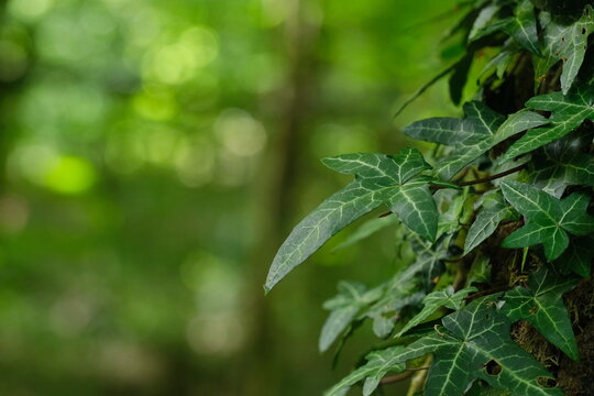 glckskastanie wachstum pro jahr Glckskastanie in weiem Blumentopf - Pachira aquatica