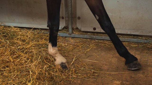 Close-up of horse leg pawing ground inside stable pen, restless animal behavior and farm life concept, 4K