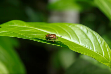 Naklejka premium bug on leaf