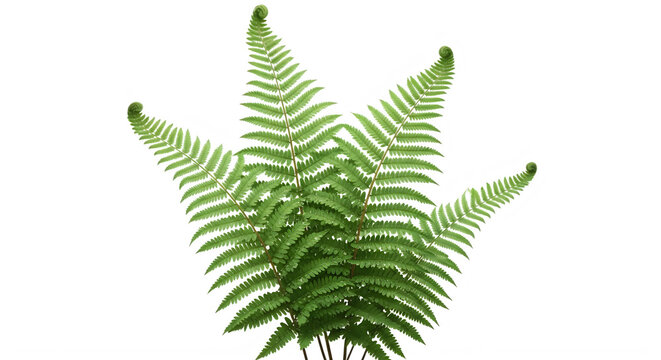Detailed green fern plant with elegant fronds and small curled fiddleheads isolated on a pure white background for nature inspired design projects