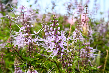 Obraz premium Beautiful Cat's Whiskers flowers.