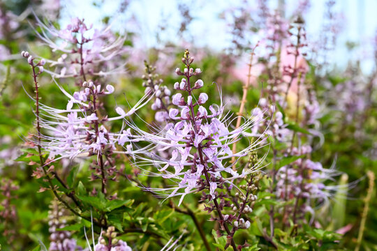 Beautiful Cat's Whiskers flowers.