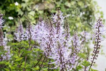 Obraz premium Beautiful Cat's Whiskers flowers.